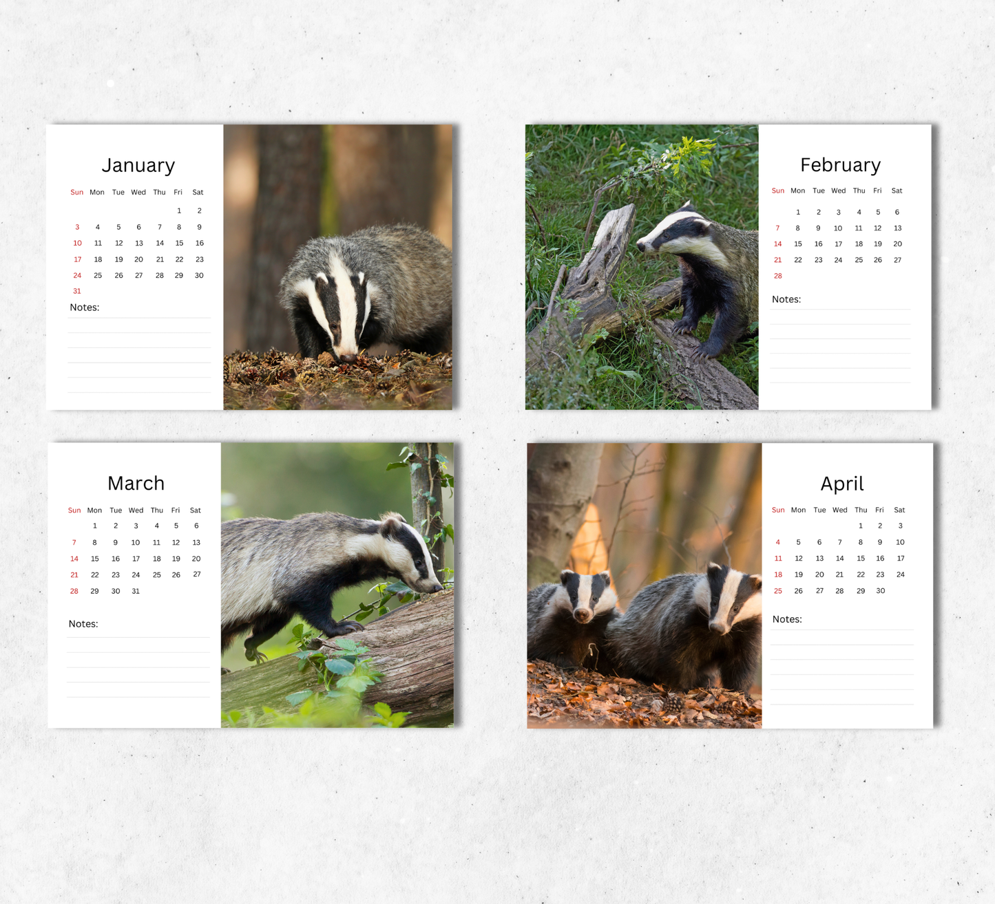 Badger Desk Calendar 2027-2028