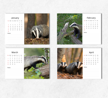 Badger Desk Calendar 2027-2028