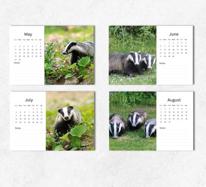 Badger Desk Calendar 2027-2028