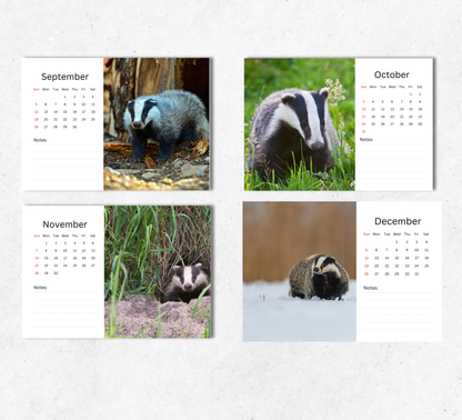 Badger Desk Calendar 2027-2028