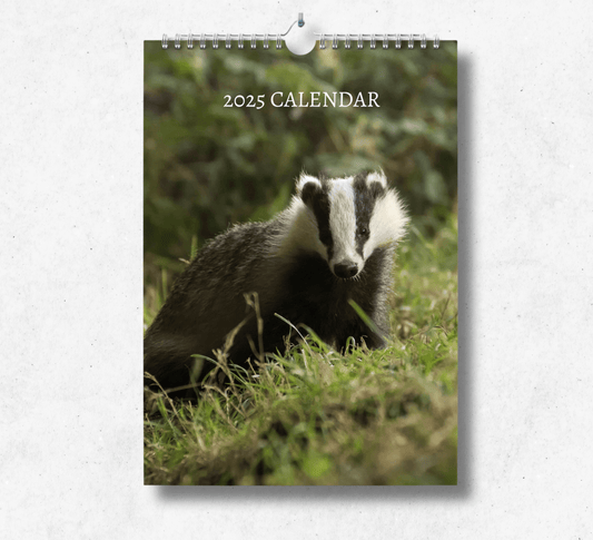 2025 Badger calendar featuring a badger burrowing in a field of grass.