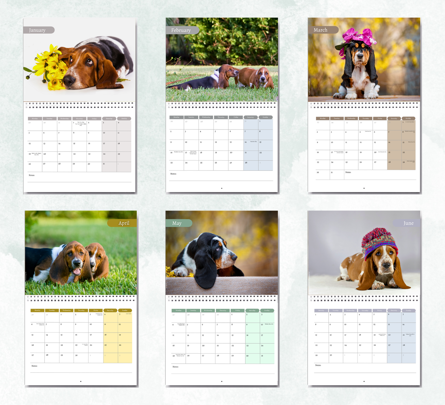 Basset Hound Calendar 2027