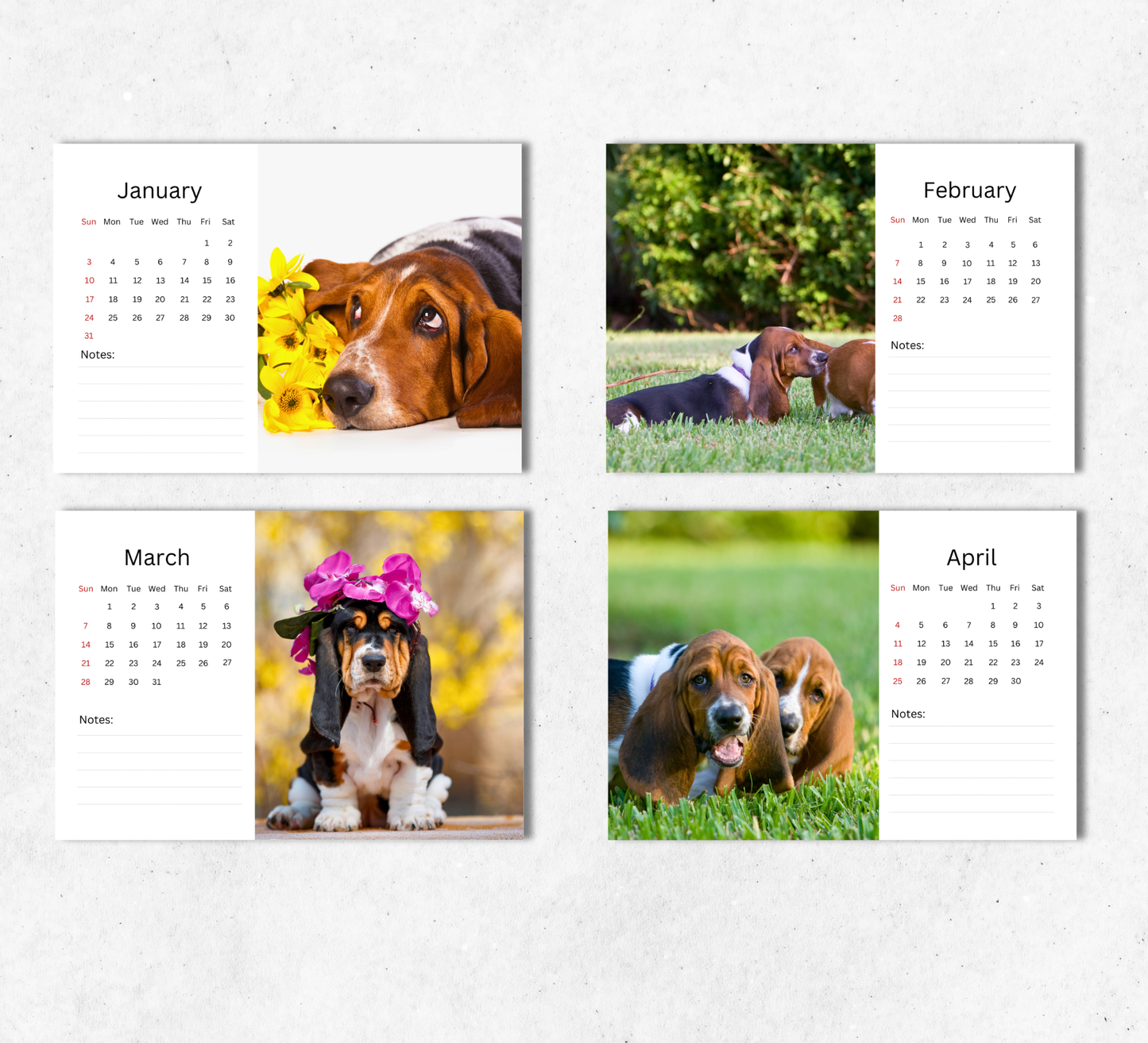 Basset Hound Desk Calendar 2027-2028