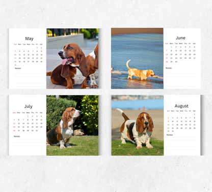 Basset Hound Desk Calendar 2026-2027