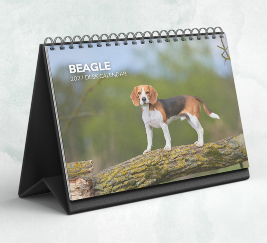 Beagle Desk Calendar 2027-2028