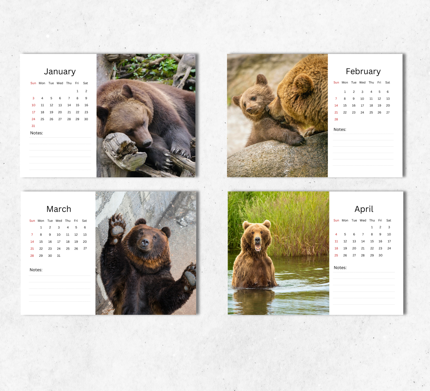Bear Desk Calendar 2027-2028