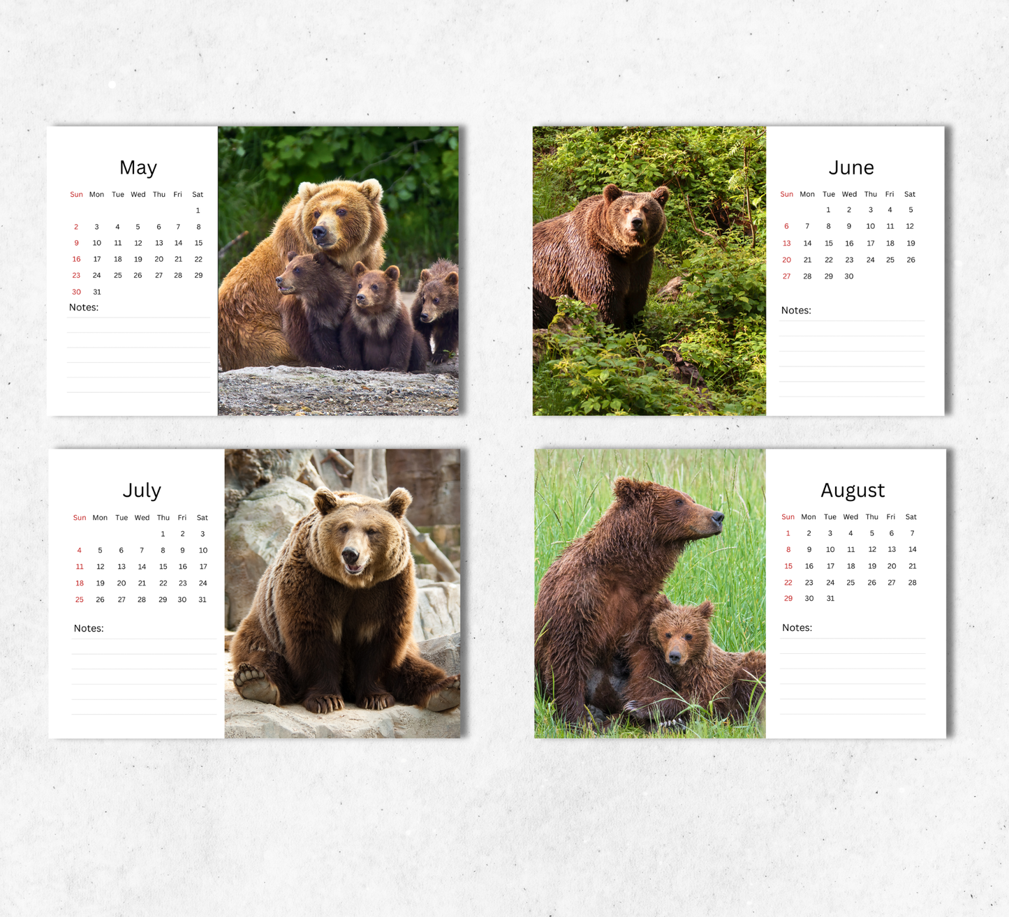 Bear Desk Calendar 2027-2028