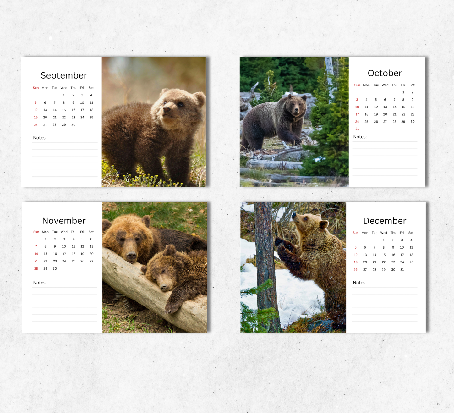 Bear Desk Calendar 2027-2028