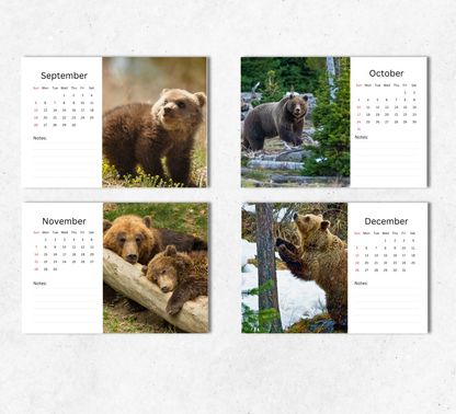 Bear Desk Calendar 2027-2028