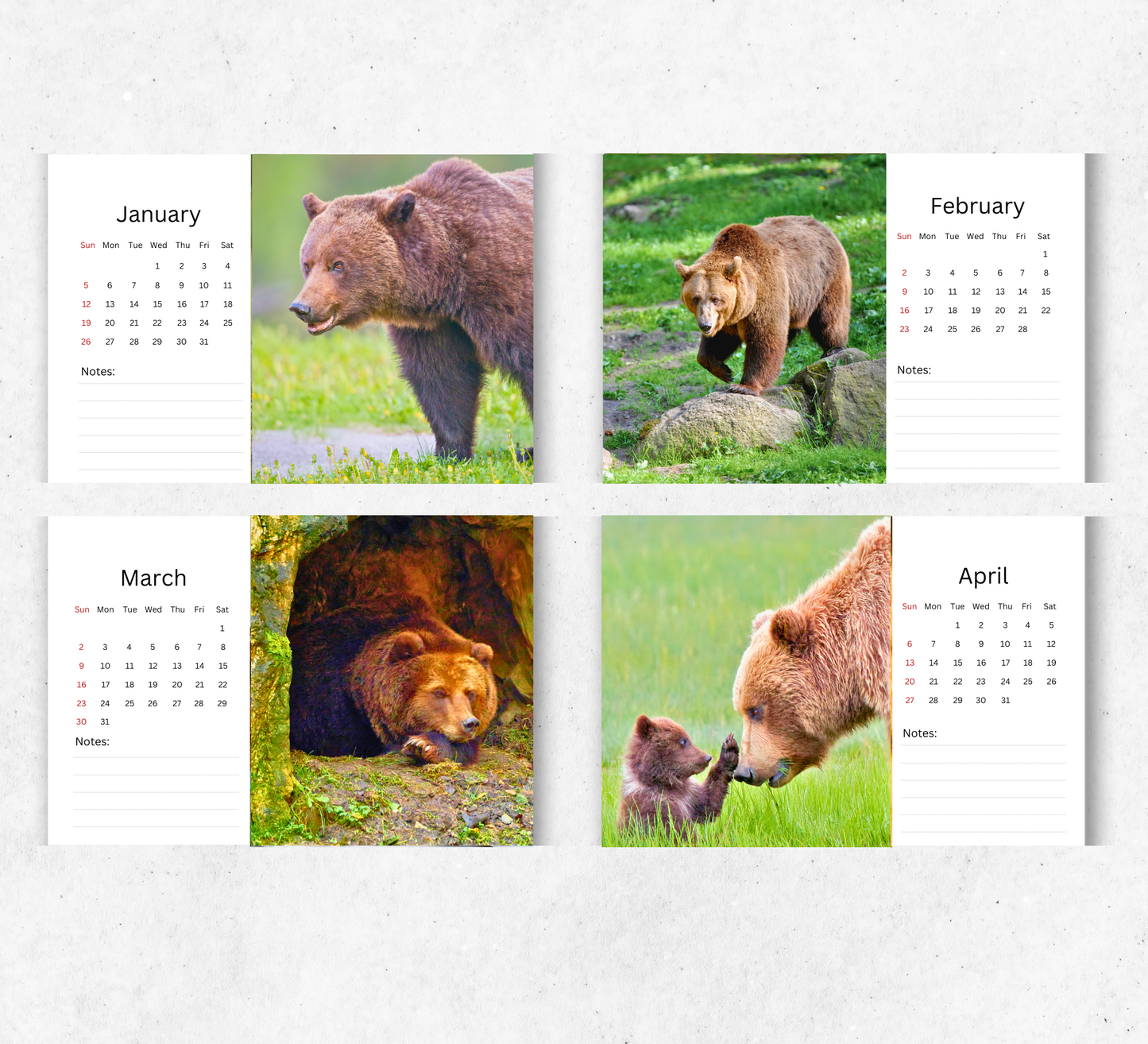 Bear Desk Calendar 2026-2027