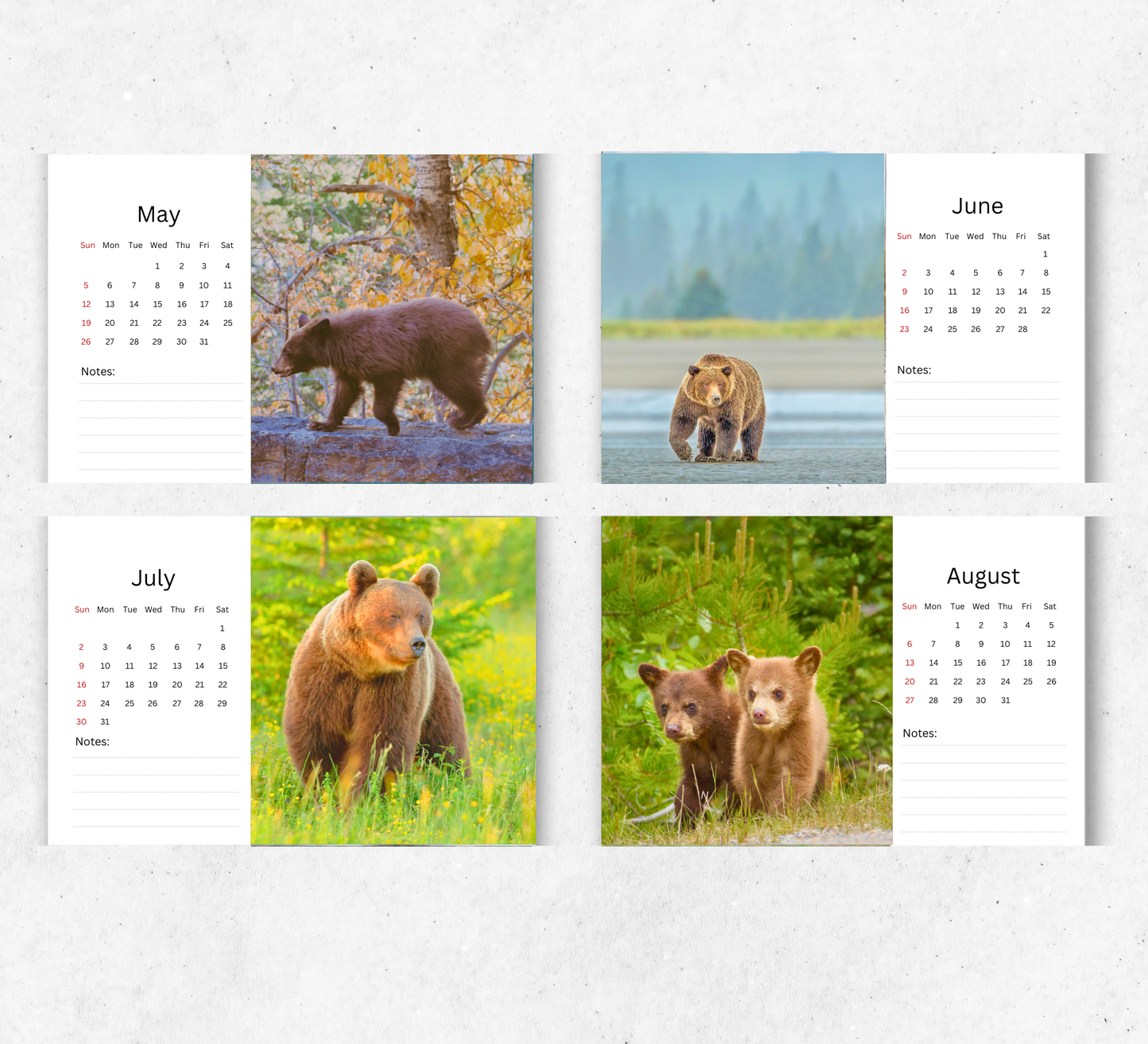 Bear Desk Calendar 2026-2027