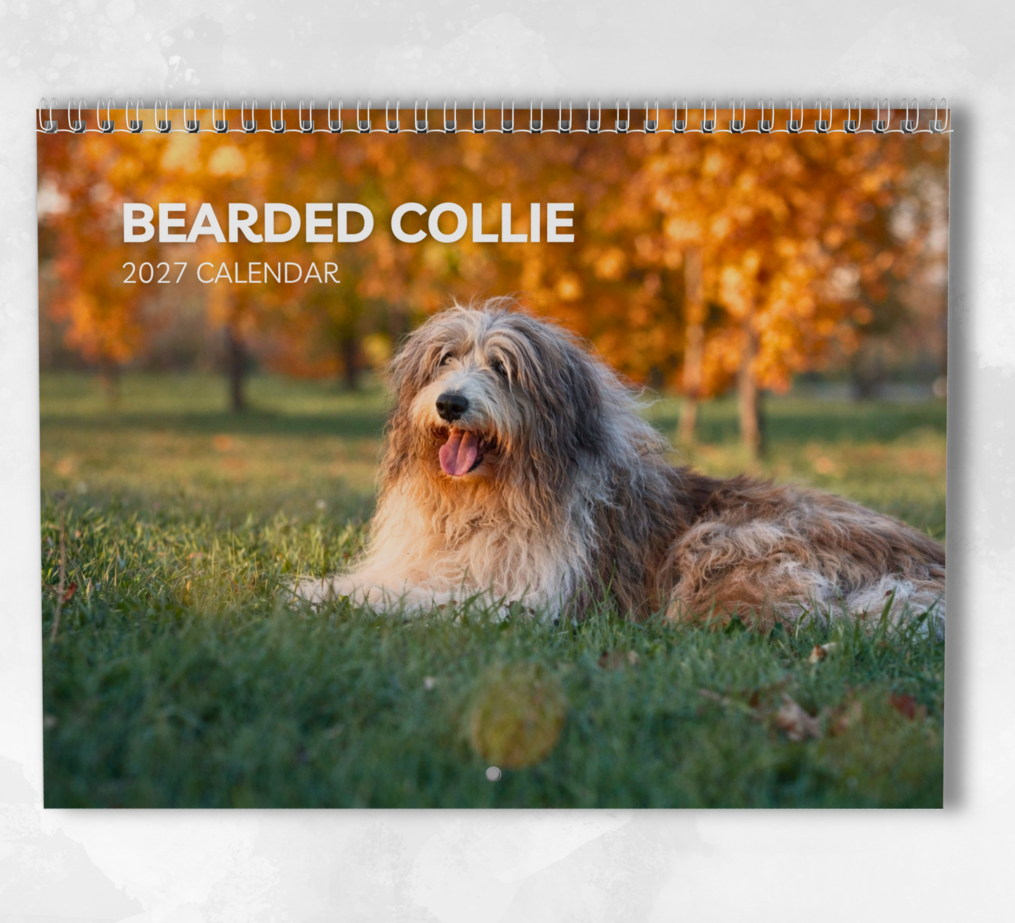 Bearded Collie Calendar 2027