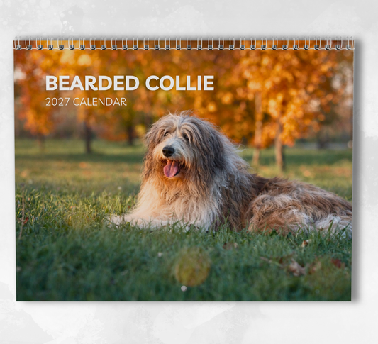 Bearded Collie Calendar 2027