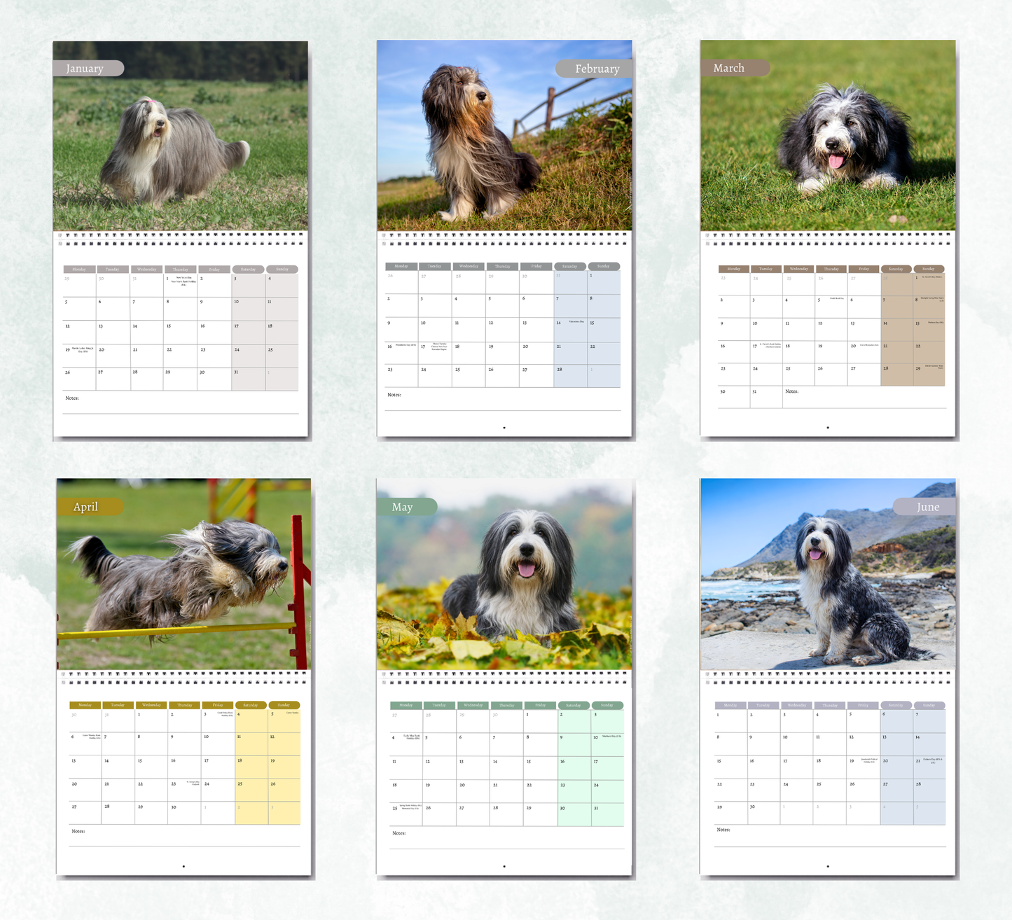 Bearded Collie Calendar 2027