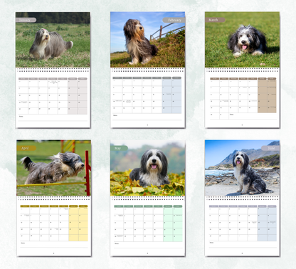 Bearded Collie Calendar 2027