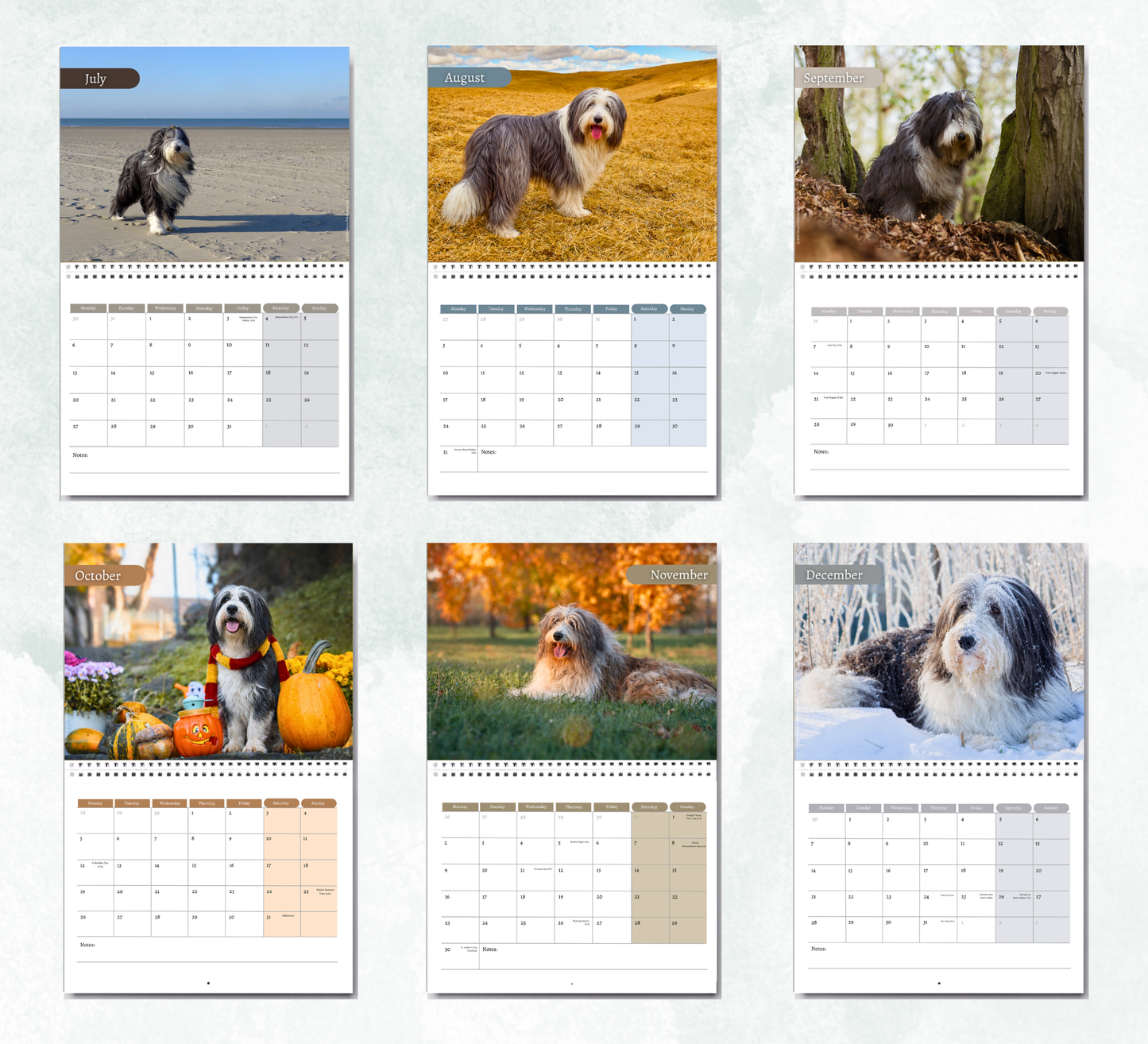 Bearded Collie Calendar 2027