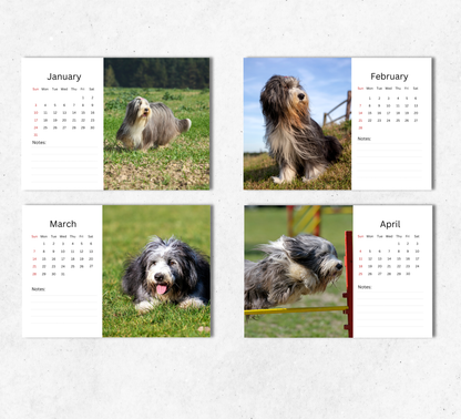 Bearded Collie Desk Calendar 2027-2028