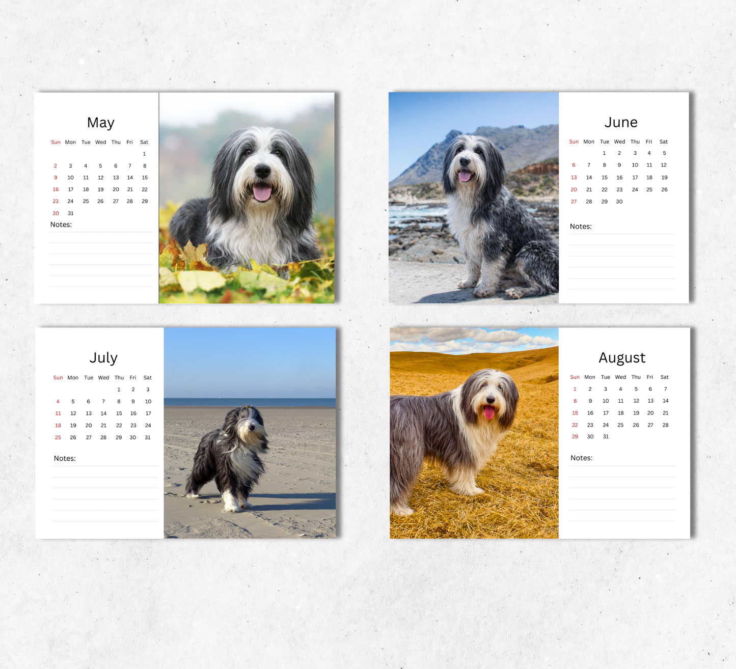 Bearded Collie Desk Calendar 2027-2028