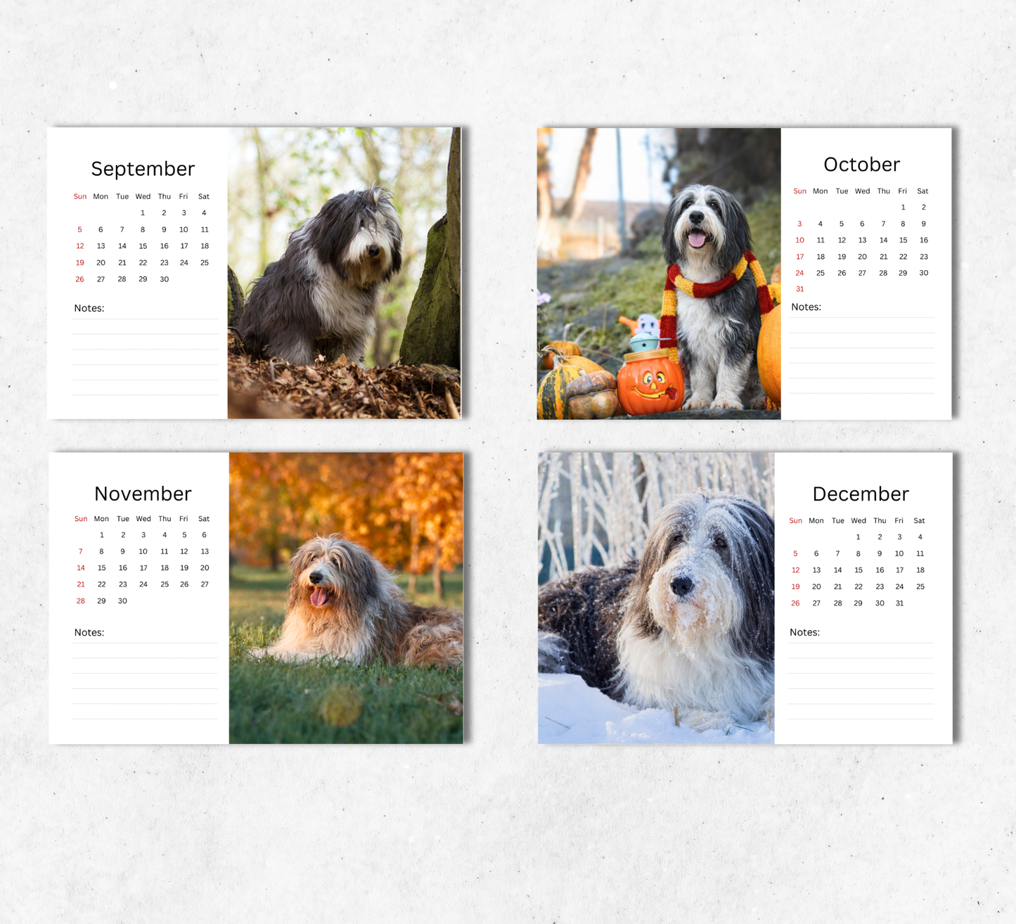 Bearded Collie Desk Calendar 2027-2028