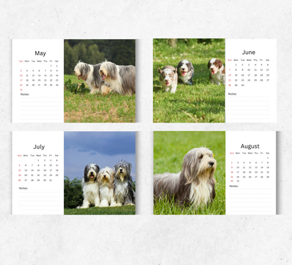Bearded Collie Desk Calendar 2026-2027