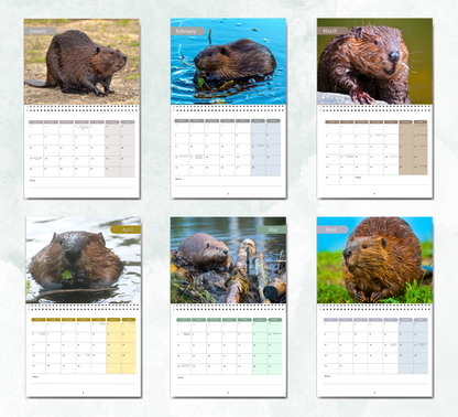 Beaver Calendar 2027