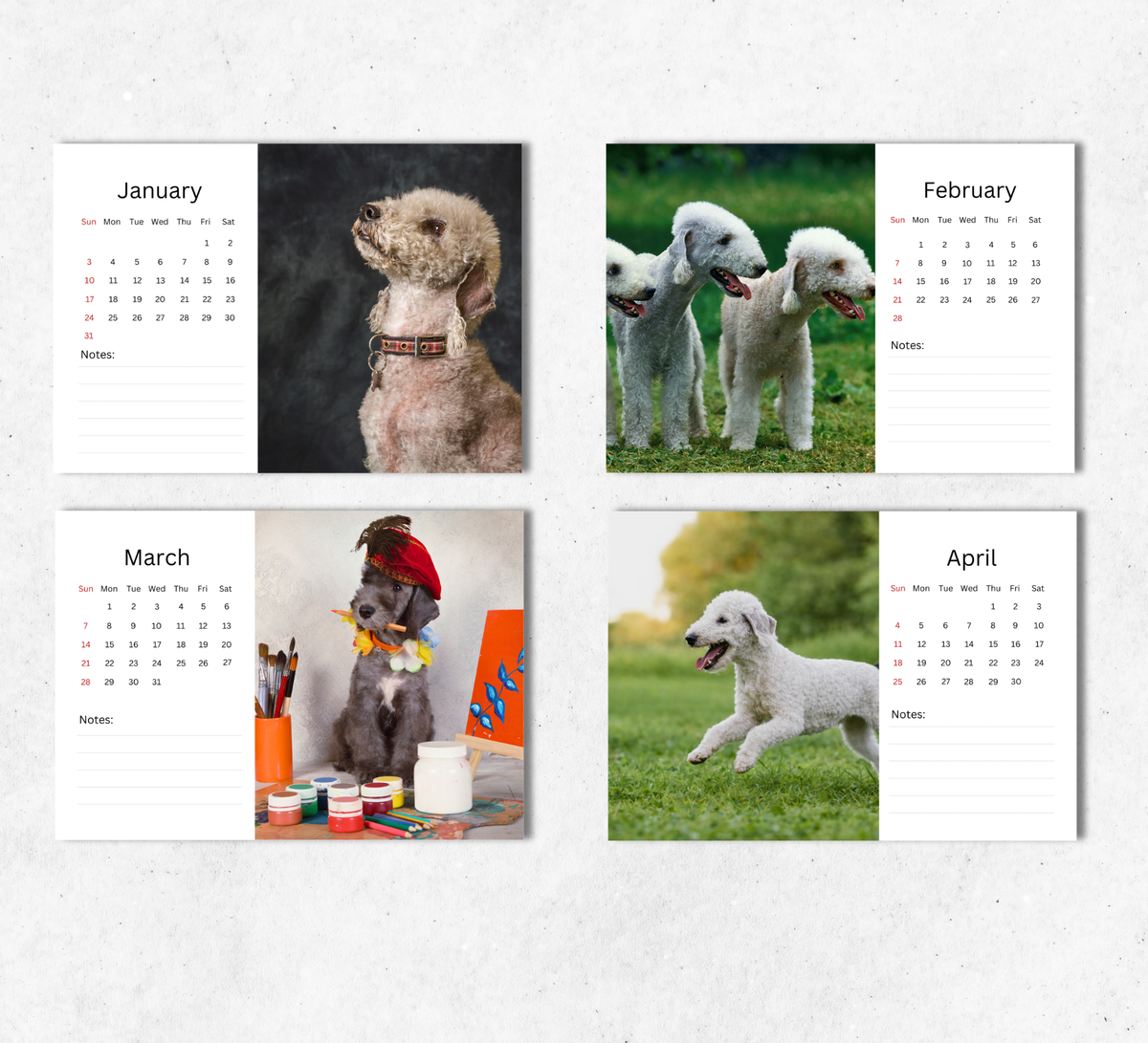 Bedlington Terrier Desk Calendar 2027-2028