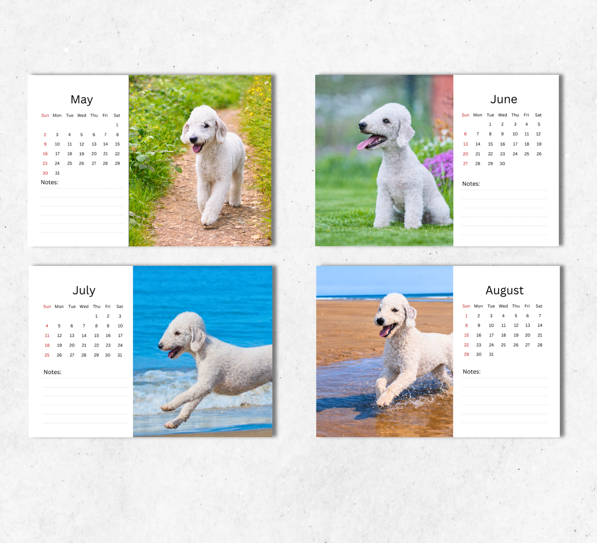 Bedlington Terrier Desk Calendar 2027-2028