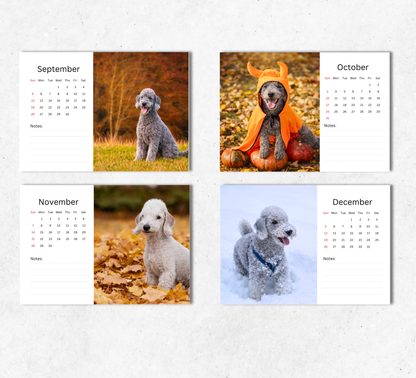 Bedlington Terrier Desk Calendar 2027-2028