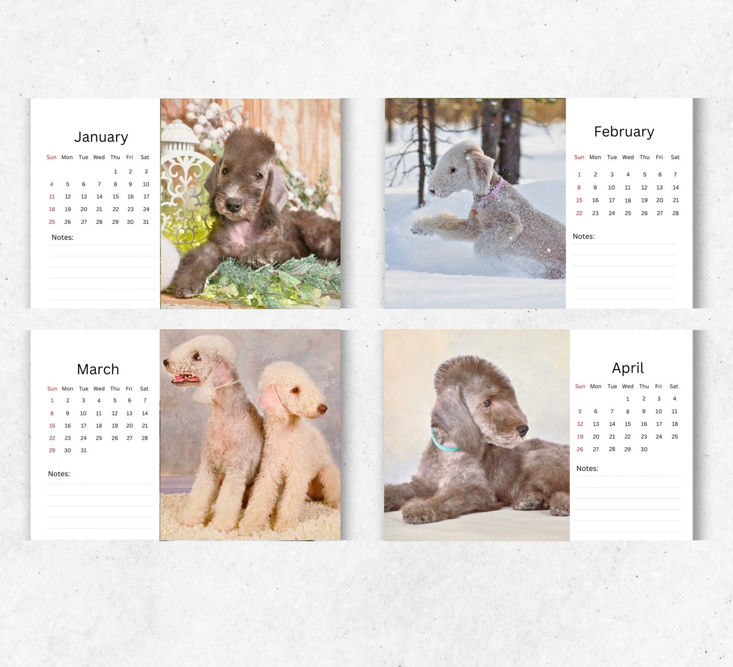 Bedlington Terrier Desk Calendar 2026-2027
