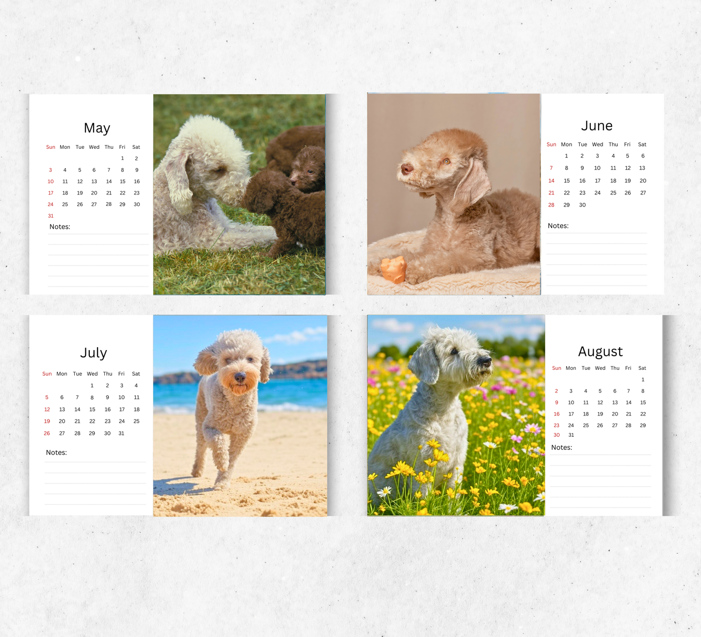 Bedlington Terrier Desk Calendar 2026-2027