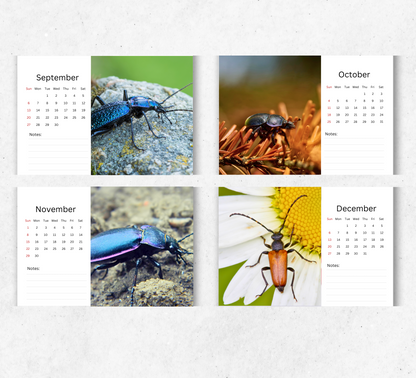 Beetles Desk Calendar 2026-2027