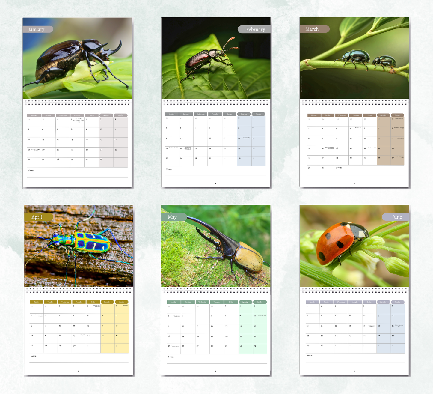 Beetles Calendar 2027