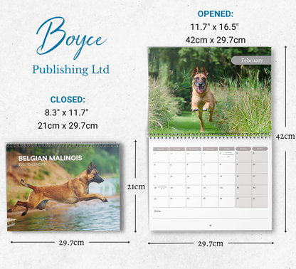 Belgian Malinois Calendar 2027