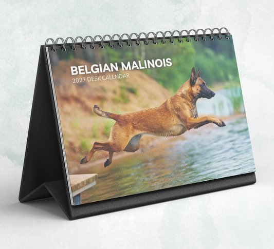 Belgian Malinois Desk Calendar 2027-2028