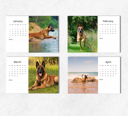 Belgian Malinois Desk Calendar 2027-2028