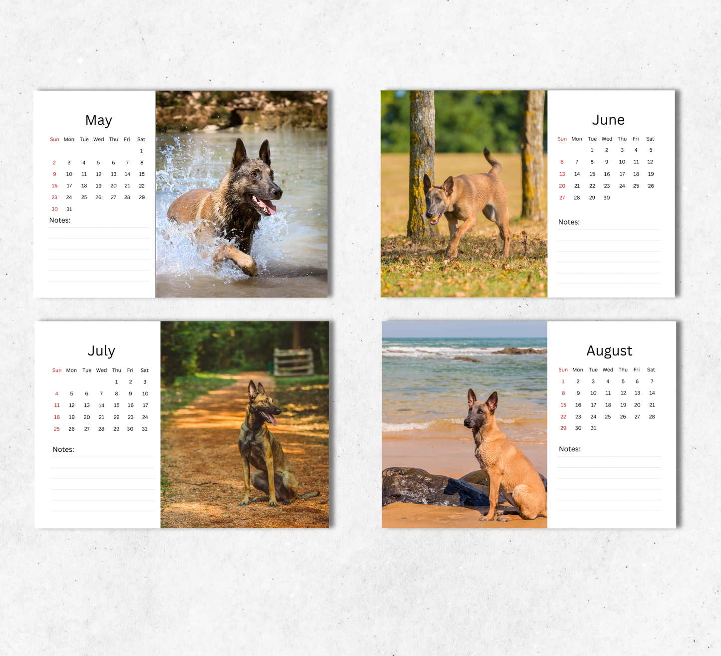 Belgian Malinois Desk Calendar 2027-2028