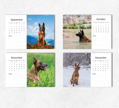 Belgian Malinois Desk Calendar 2027-2028