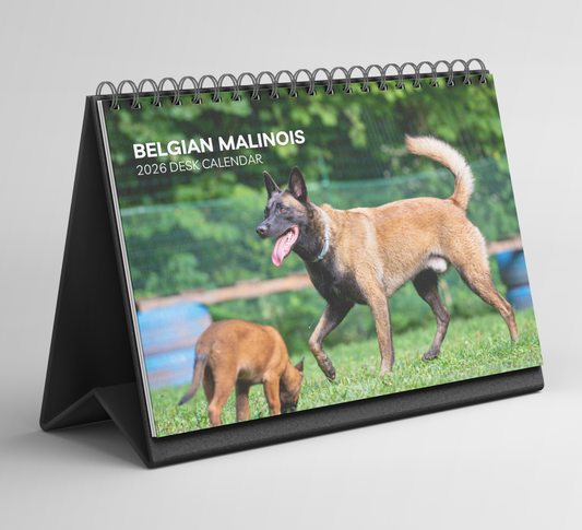 Belgian Malinois Desk Calendar 2026-2027