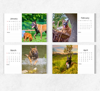 Belgian Malinois Desk Calendar 2026-2027