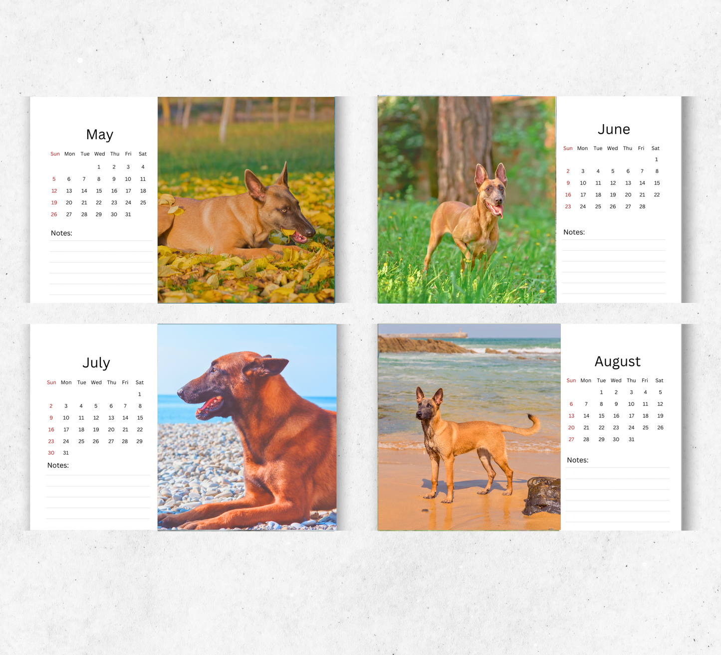 Belgian Malinois Desk Calendar 2026-2027