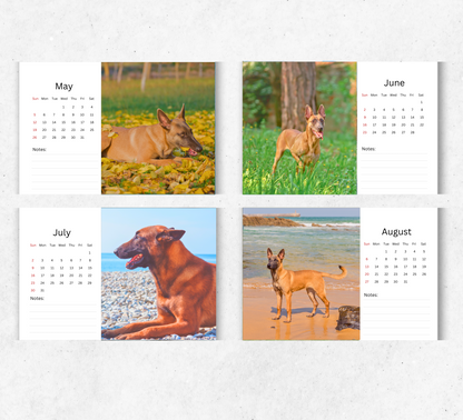 Belgian Malinois Desk Calendar 2026-2027
