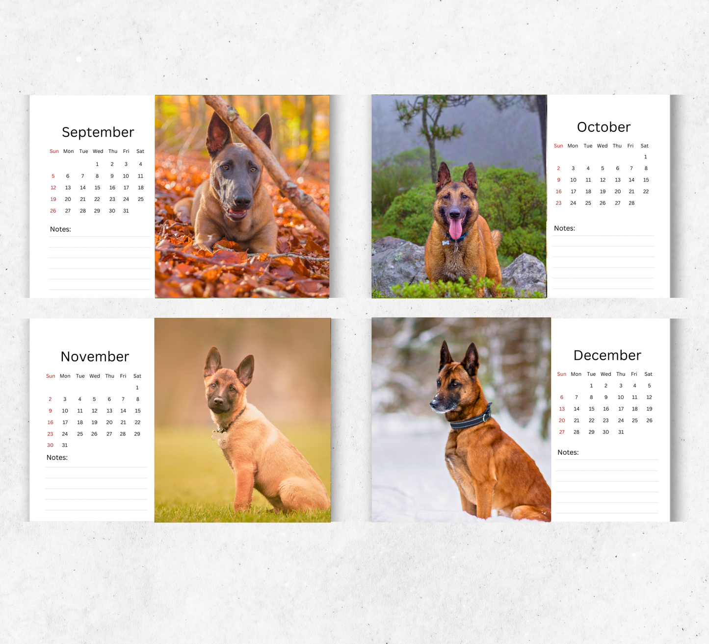 Belgian Malinois Desk Calendar 2026-2027