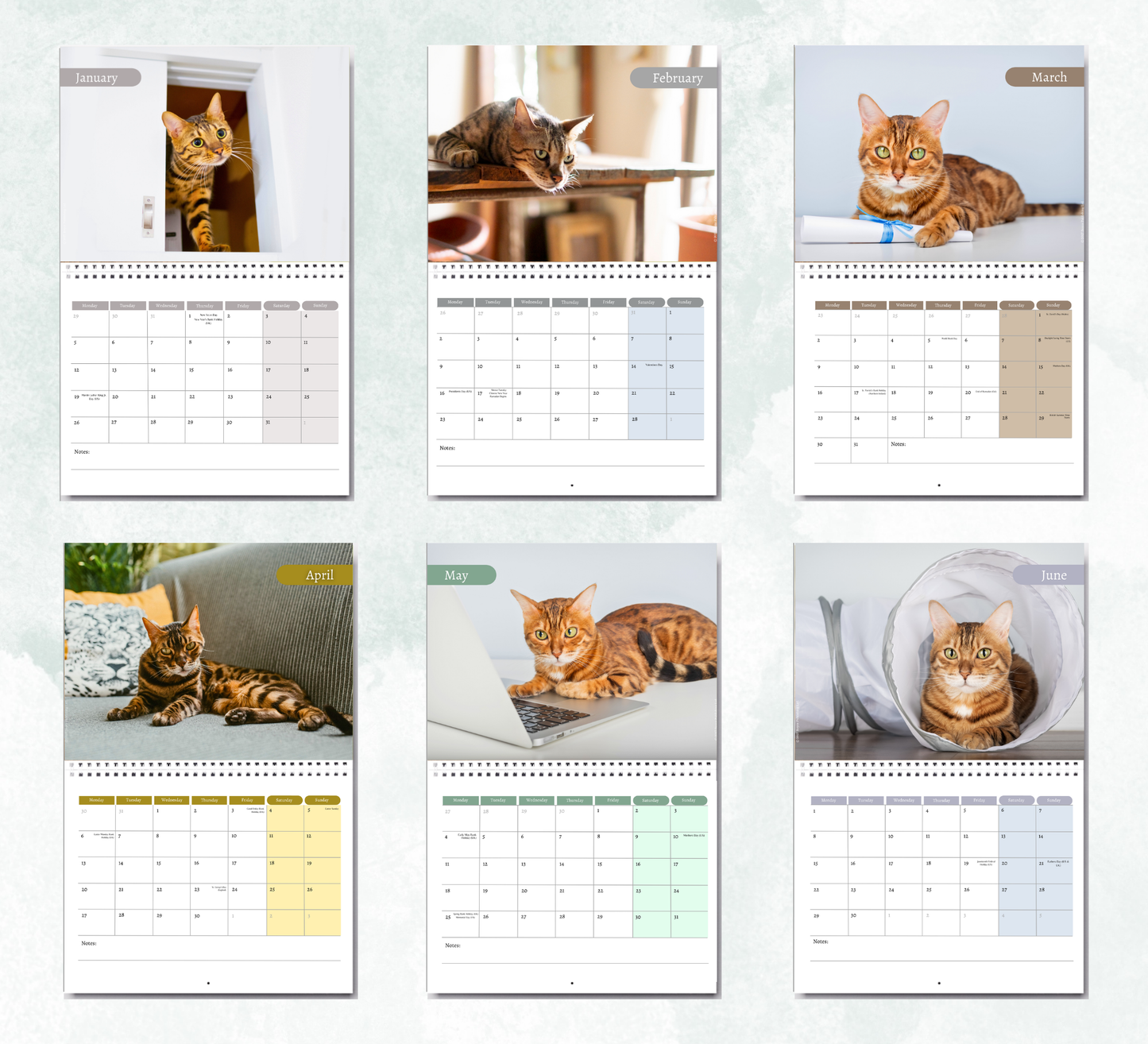 Bengal Cat Calendar 2027