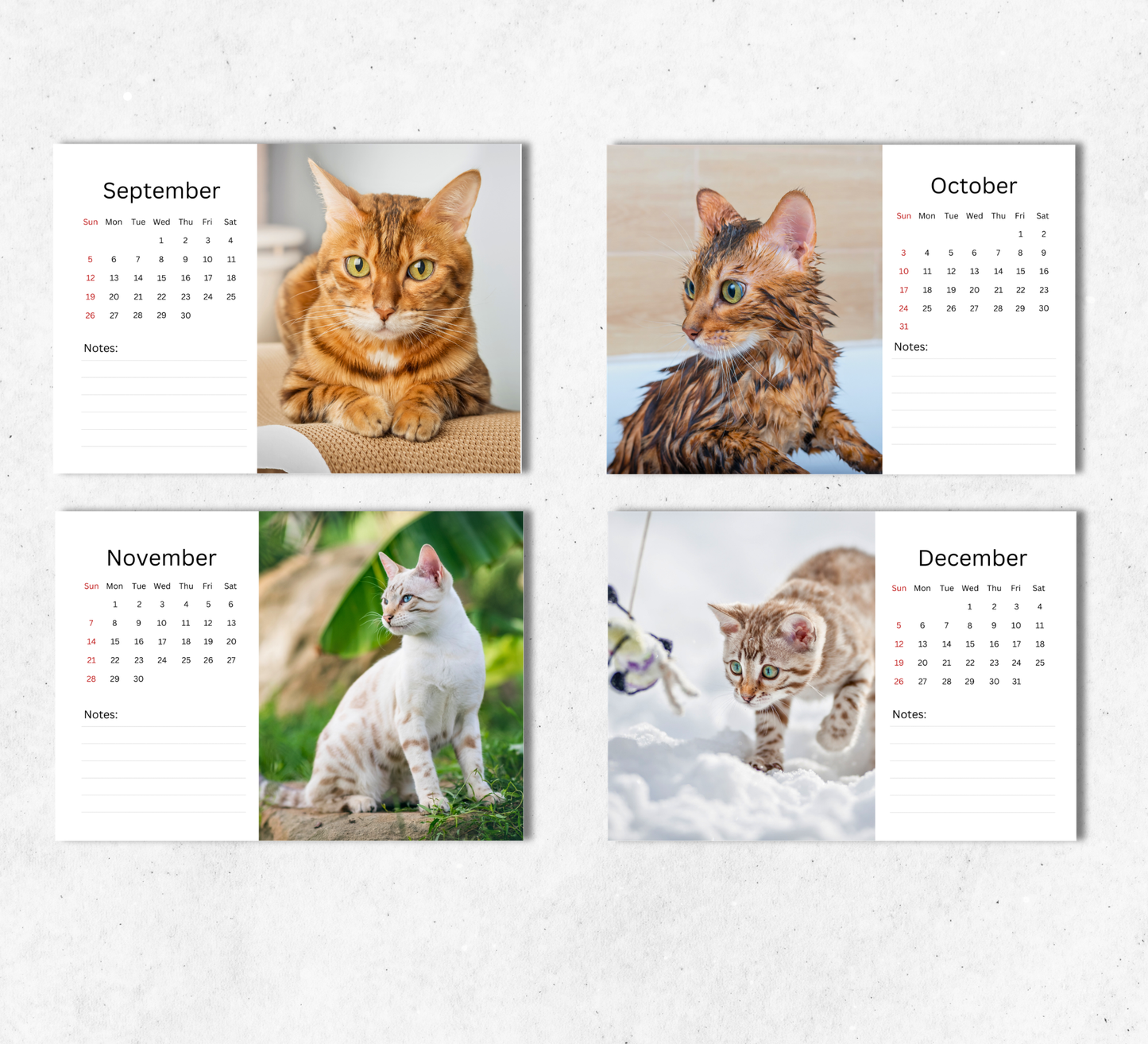 Bengal Cat Desk Calendar 2027-2028