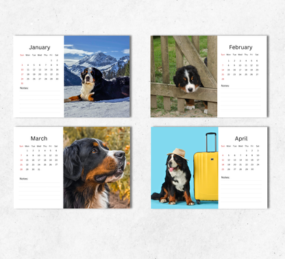 Bernese Mountain Dog Desk Calendar 2027-2028