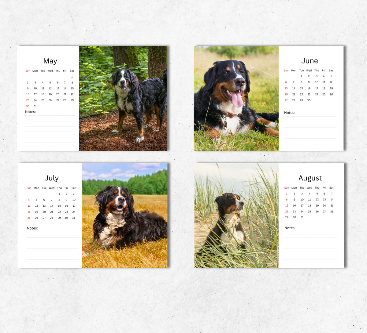 Bernese Mountain Dog Desk Calendar 2027-2028