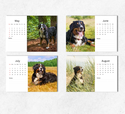 Bernese Mountain Dog Desk Calendar 2027-2028