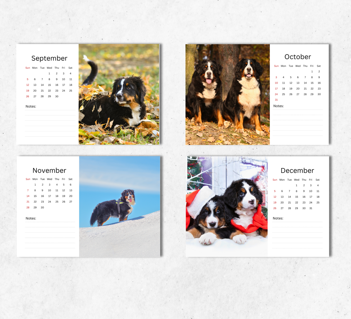 Bernese Mountain Dog Desk Calendar 2027-2028