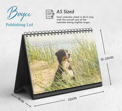 Bernese Mountain Dog Desk Calendar 2027-2028