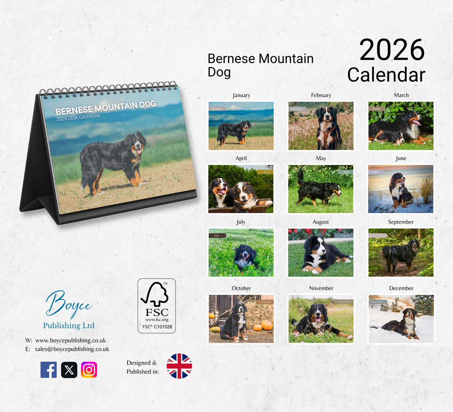 Bernese Mountain Dog Desk Calendar 2026-2027